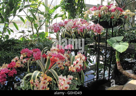 Orchidee Display im Gewächshaus, RHS Garden Wisley, Woking, Surrey, England, UK, Europa. Stockfoto