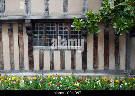 Tulpen außerhalb Halls Croft, Altstadt, Stratford in Warwickshire, England, Vereinigtes Königreich. Stockfoto