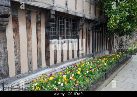 Tulpen außerhalb Halls Croft, Altstadt, Stratford in Warwickshire, England, Vereinigtes Königreich. Stockfoto