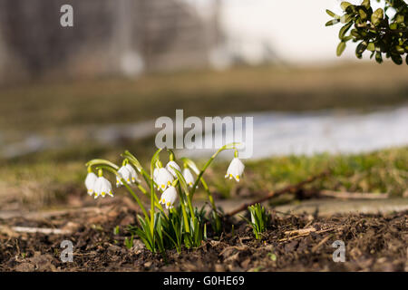 Frühlingsblumen-Knoten als Zeichen der Federanfang Stockfoto