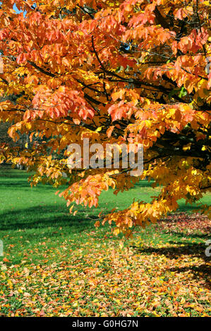 Herbst Farben Stockfoto
