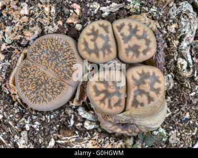 Interessante Zimmerpflanzen. Lebendigen Stein Kakteen. Lithops. Stockfoto