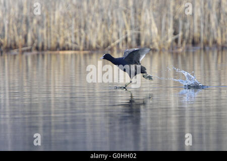 Eurasische Blässhuhn Stockfoto