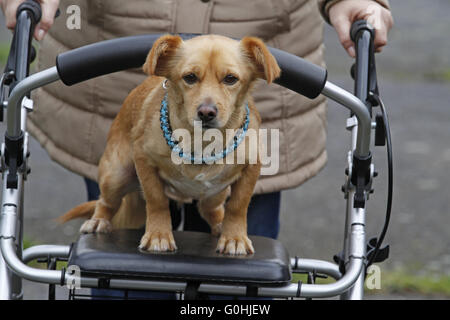 Hund auf einer fahrbaren Gehhilfe Stockfoto