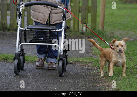 Frau mit Rädern Walker und Hund Stockfoto