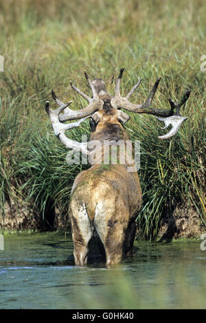 Rotwild-Hirsch brüllend in einem Teich Stockfoto