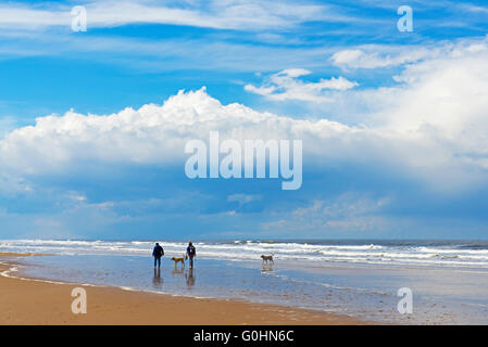 Wanderer- und Hunde - am Strand von Holkham, Norfolk, England UK Stockfoto