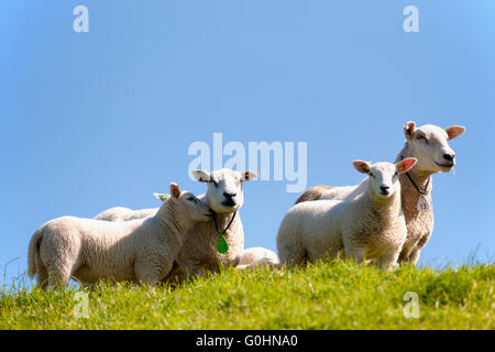 Jung und alt Schafe im Frühjahr auf einer Wiese in den Niederlanden