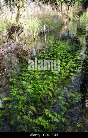 Englischen Kreide Stream Cambridgeshire Stockfoto