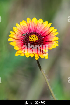 Eine wilde indische Decke Blume in voller Blüte auf High Island, obere Golf Küste von Texas, USA. Stockfoto