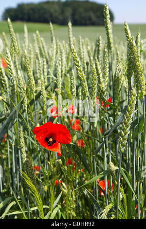 Mohn vor einem Weizenfeld in Bayern, Keim Stockfoto