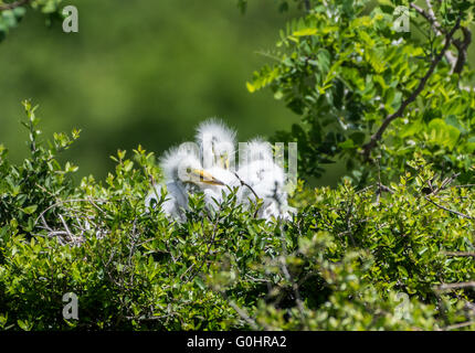 Drei Silberreiher Küken (Ardea Alba) in ihrem Nest an der Rookery. High Island, Texas, USA. Stockfoto