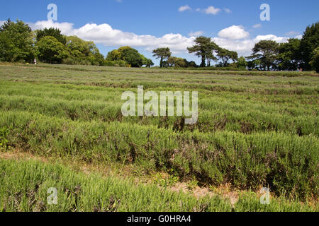 Lavendel, die Landwirtschaft auf den Kanalinseln Stockfoto