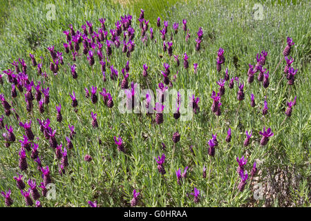 Lavendel, die Landwirtschaft auf den Kanalinseln Stockfoto