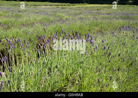 Lavendel, die Landwirtschaft auf den Kanalinseln Stockfoto