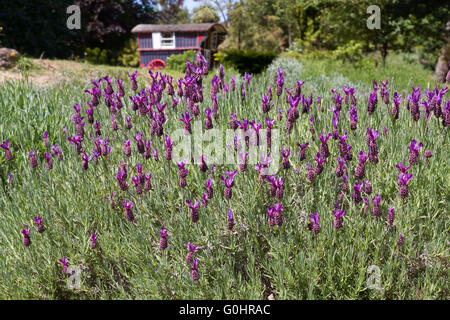 Lavendel, die Landwirtschaft auf den Kanalinseln Stockfoto