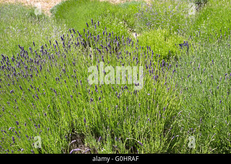 Lavendel, die Landwirtschaft auf den Kanalinseln Stockfoto