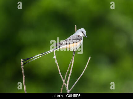 Ein Scissor-tailed Schopftyrann (Tyrannus forficatus) auf einem Ast sitzend. High Island, Texas, USA. Stockfoto