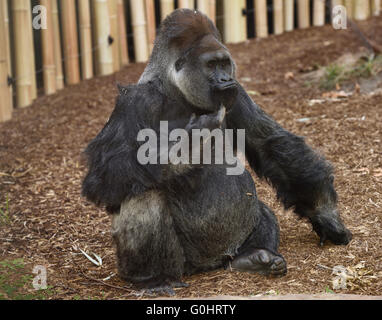 Gefangenen männlichen Flachlandgorilla Kinn kratzen Stockfoto