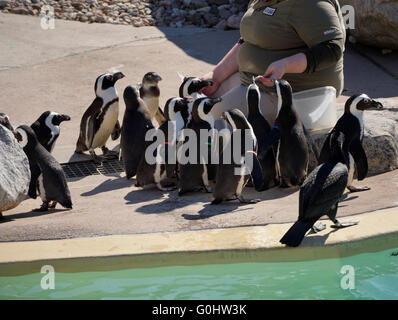 Zoo Keeper feeding afrikanische Pinguine am Pool Stockfoto