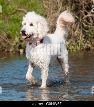 Pudel stehend im Wasser Stockfoto