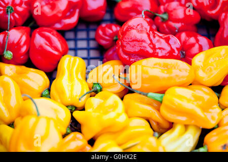 Frische gesunde rote gelbe Geen Paprika Pfeffer Makro Nahaufnahme Stockfoto