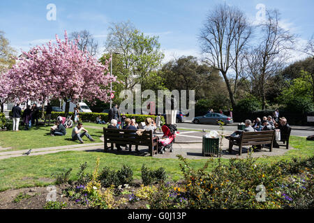 Massen entspannen unter der Kirschblüte an einem heißen Sommertag in South Kensington in London Museumsquartier Stockfoto