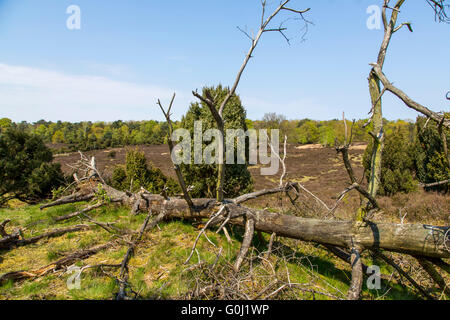 Westruper Heide in Haltern am See, Naturschutzgebiet, sandige Heide und Dünen im südlichen Münsterland Stockfoto