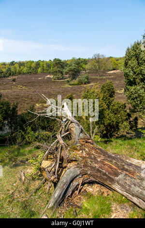 Westruper Heide in Haltern am See, Naturschutzgebiet, sandige Heide und Dünen im südlichen Münsterland Stockfoto