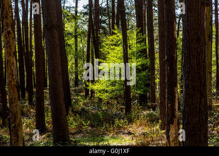 Westruper Heide in Haltern am See, Naturschutzgebiet, sandige Heide und Dünen im südlichen Münsterland Stockfoto