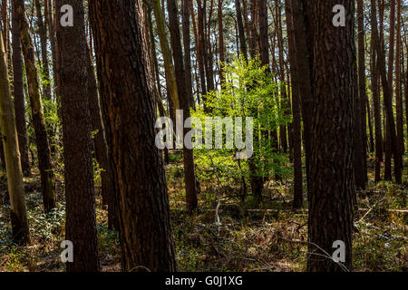 Westruper Heide in Haltern am See, Naturschutzgebiet, sandige Heide und Dünen im südlichen Münsterland Stockfoto