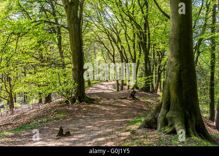 Westruper Heide in Haltern am See, Naturschutzgebiet, sandige Heide und Dünen im südlichen Münsterland Stockfoto