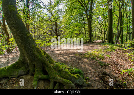 Westruper Heide in Haltern am See, Naturschutzgebiet, sandige Heide und Dünen im südlichen Münsterland Stockfoto