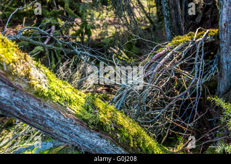 Westruper Heide in Haltern am See, Naturschutzgebiet, sandige Heide und Dünen im südlichen Münsterland Stockfoto