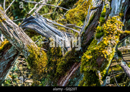 Westruper Heide in Haltern am See, Naturschutzgebiet, sandige Heide und Dünen im südlichen Münsterland Stockfoto