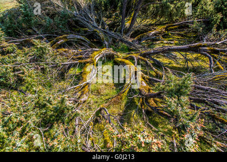 Westruper Heide in Haltern am See, Naturschutzgebiet, sandige Heide und Dünen im südlichen Münsterland Stockfoto