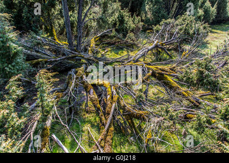 Westruper Heide in Haltern am See, Naturschutzgebiet, sandige Heide und Dünen im südlichen Münsterland Stockfoto