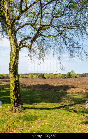 Westruper Heide in Haltern am See, Naturschutzgebiet, sandige Heide und Dünen im südlichen Münsterland Stockfoto