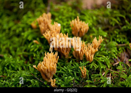 Ramaria Pilz Detail Makro im Wald Herbst Saison Stockfoto