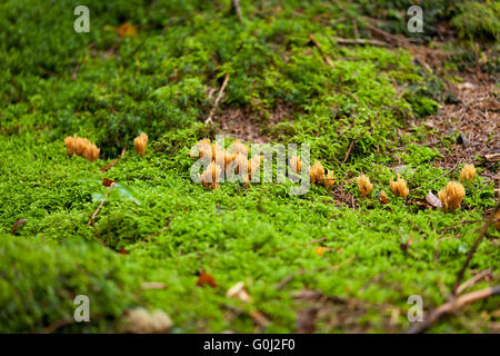 Ramaria Pilz Detail Makro im Wald Herbst Saison Stockfoto