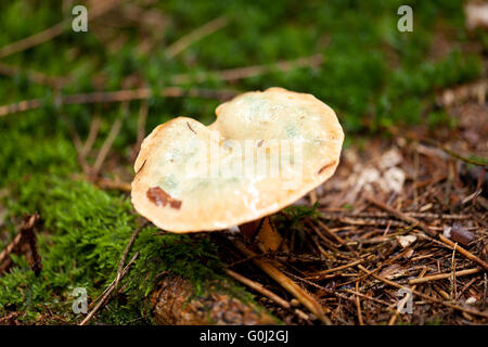 Braune Pilze im Herbst im freien Makro closeup Stockfoto