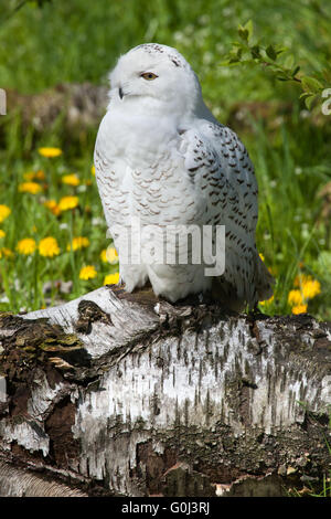 Schnee-Eule (Bubo Scandiacus) im Zoo von Dresden, Sachsen, Deutschland. Stockfoto