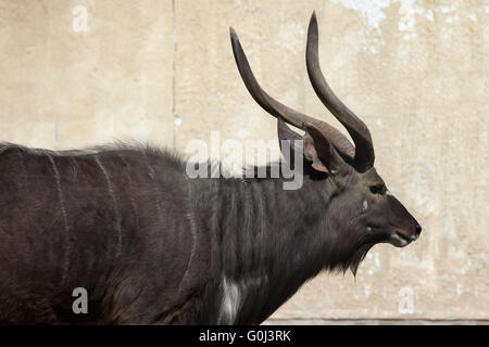 Nyala (Tragelaphus Angasii) im Zoo von Dresden, Sachsen, Deutschland. Stockfoto