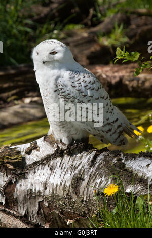 Schnee-Eule (Bubo Scandiacus) im Zoo von Dresden, Sachsen, Deutschland. Stockfoto