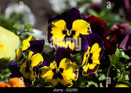 Garten-Stiefmütterchen (Viola Tricolor var. Hortensis). Stockfoto