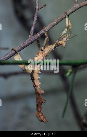 Riesige stacheligen Stabheuschrecke (Extatosoma Tiaratum), auch bekannt als der australische Gehstock im Zoo von Dresden, Sachsen, Deutschland. Stockfoto