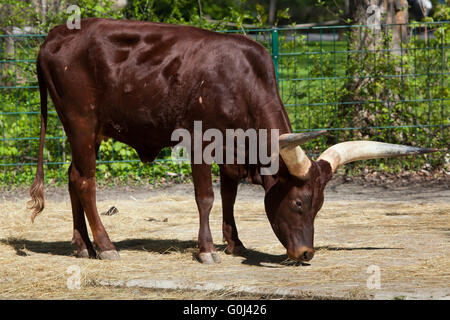 Ankole-Watusi (Bos Taurus Watusi), auch bekannt als Ankole Longhorn im Zoo von Dresden, Sachsen, Deutschland. Stockfoto