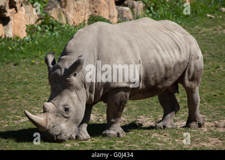 Südliche Breitmaulnashorn (Ceratotherium Simum Simum) in Dvur Kralove Zoo, Tschechische Republik. Stockfoto