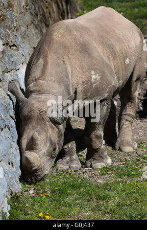 Schwarze Nashorn (Diceros Bicornis) in Dvur Kralove Zoo, Tschechische Republik. Stockfoto