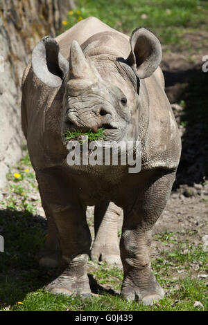 Schwarze Nashorn (Diceros Bicornis) in Dvur Kralove Zoo, Tschechische Republik. Stockfoto